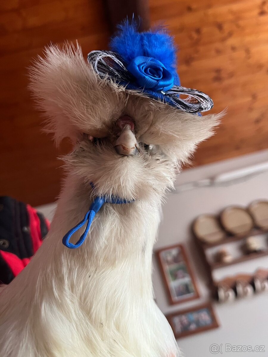 Zateplený kurník - 19