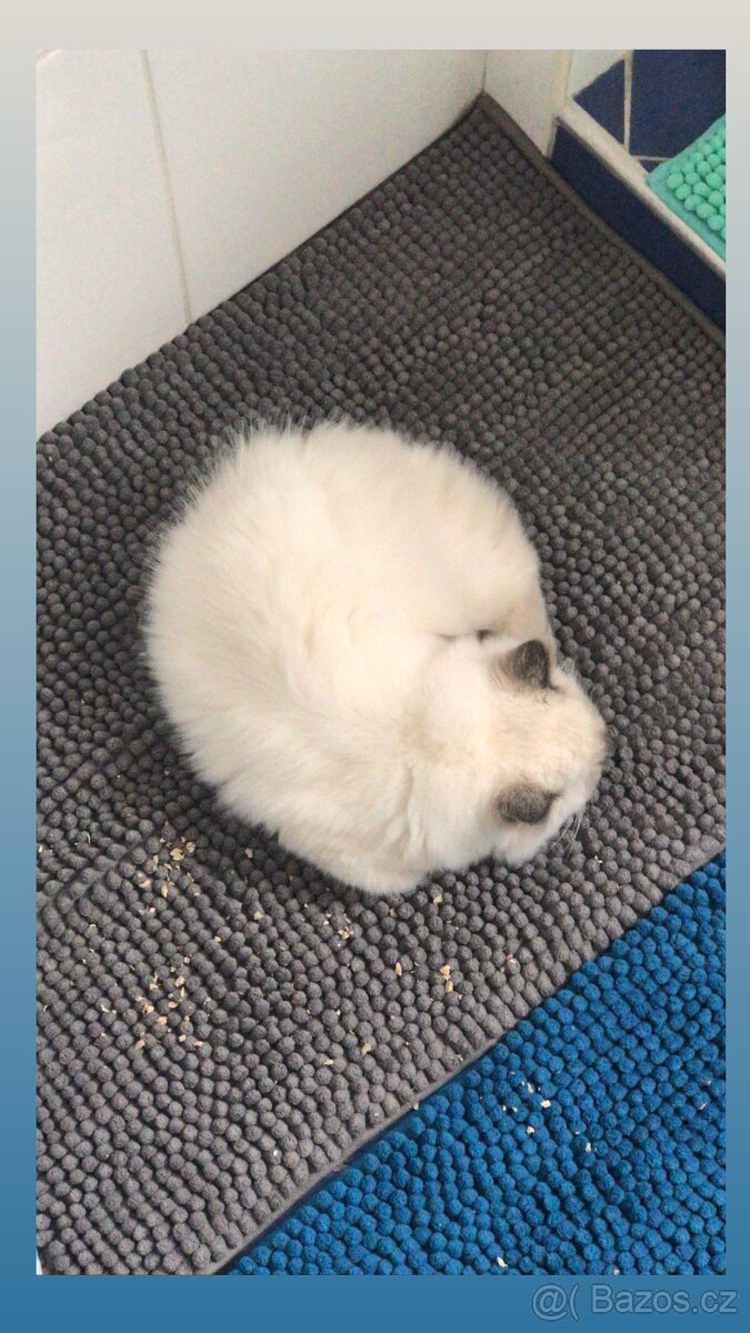 Hledám dočasnou péči pro Ragdoll kočičku - 19