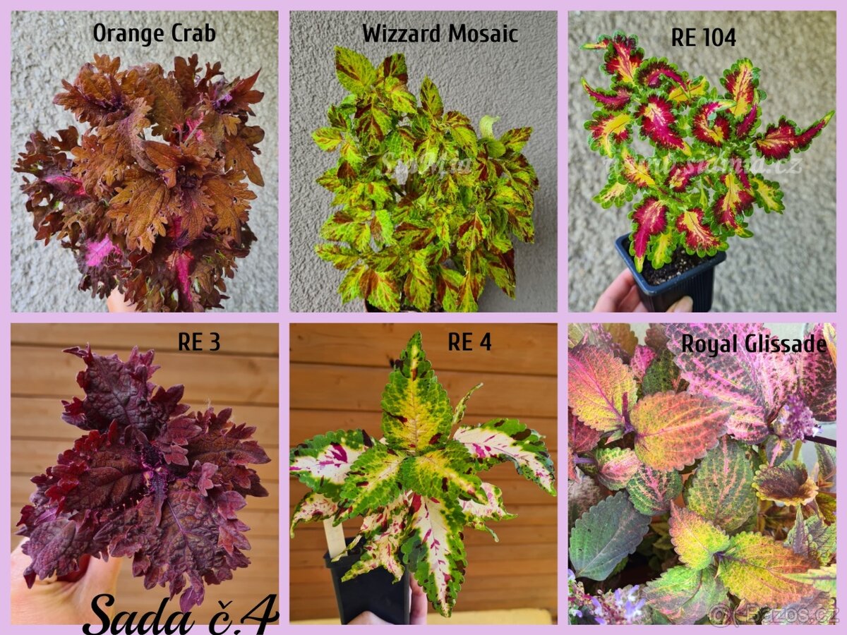 Africké okrasné kopřivy COLEUS SEMENA - 19