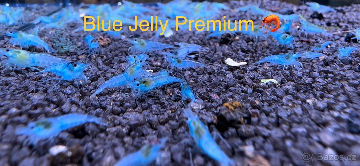 TOP AKVA KREVETKY PREMIUM Caridina a Neocaridina - Odchovy - 19