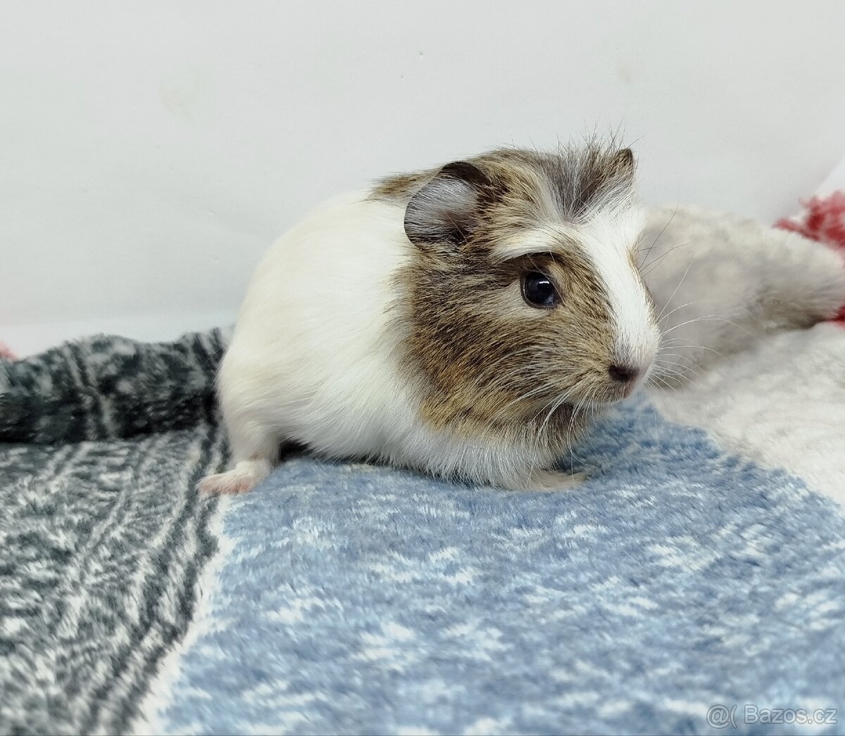 Morče, Morčata, Morčátko, Morčátka - SAMIČKY - 19