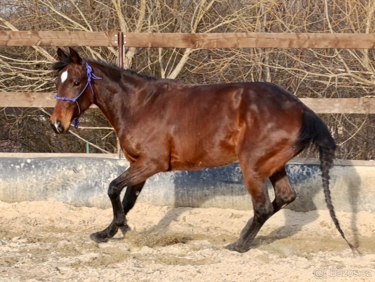 Klisna / Klusák / 7let / Prodej - 19