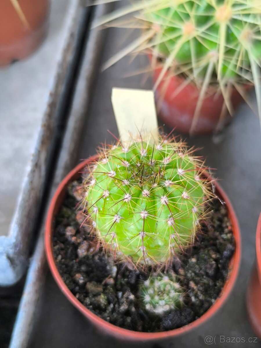 Sukulenty a kaktusy - 19