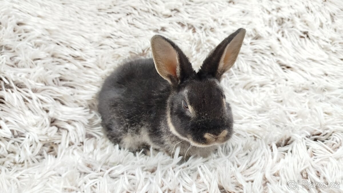 Zakrslý králík, králíček- (REX) DAISY - 19