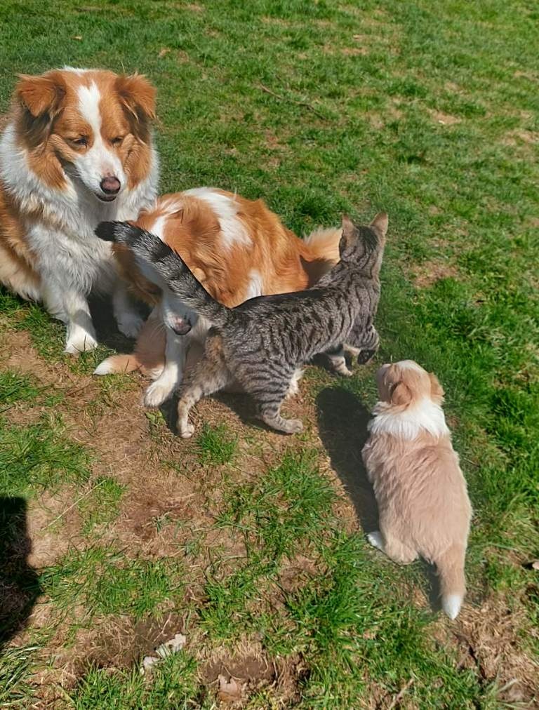 border kolie ee - red - 19