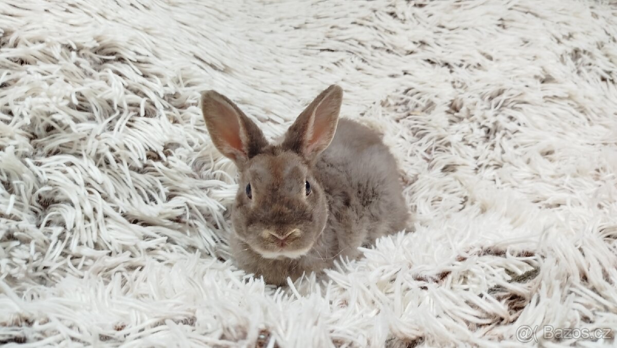 Zakrslý beránek,králíček,králík -(REX)-DIANA - 19