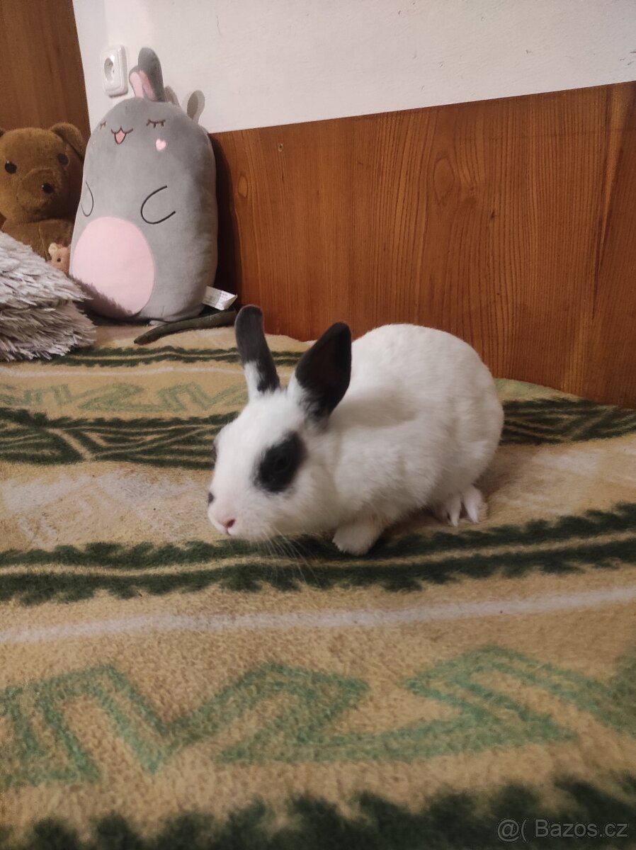 Králík zakrslý - 19