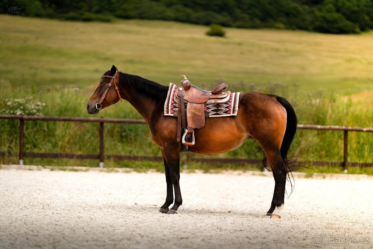 Tříletá reining klisna American Quarter Horse, Euro Futurity - 19