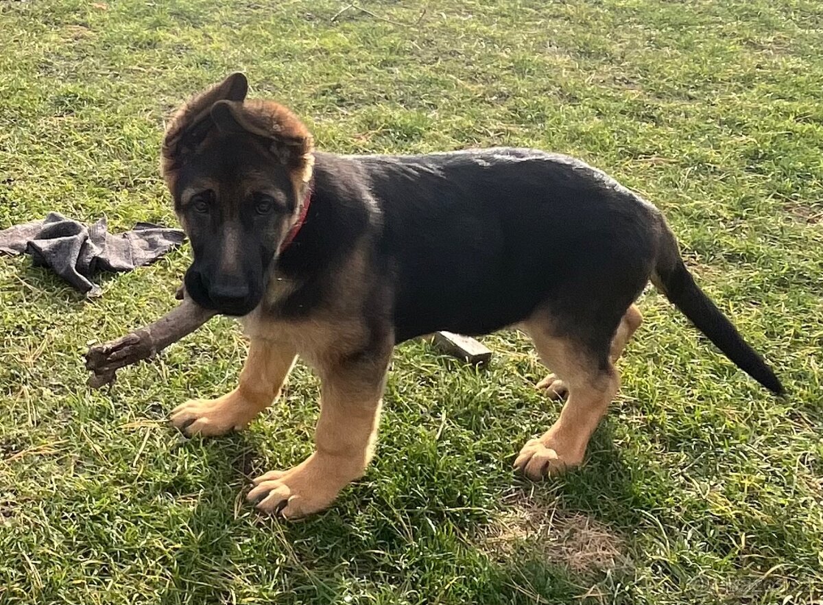 Německý ovčák - štěňata s PP - 19