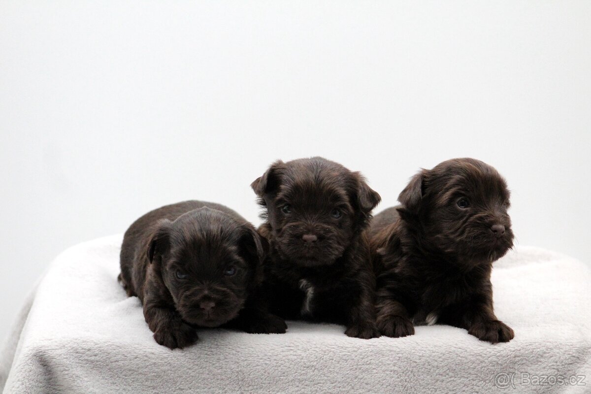 jorkšírský terrier s PP - 19