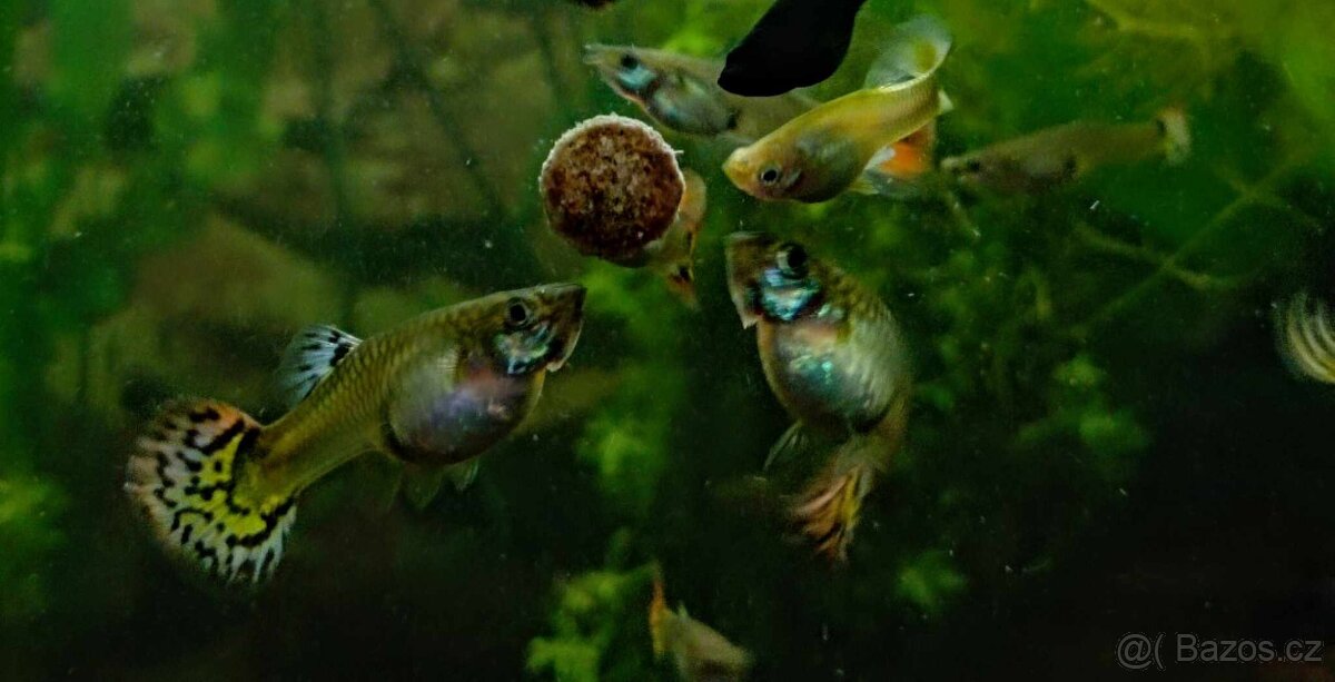 Paví očka Guppky Prachaticko 100 ks - 19