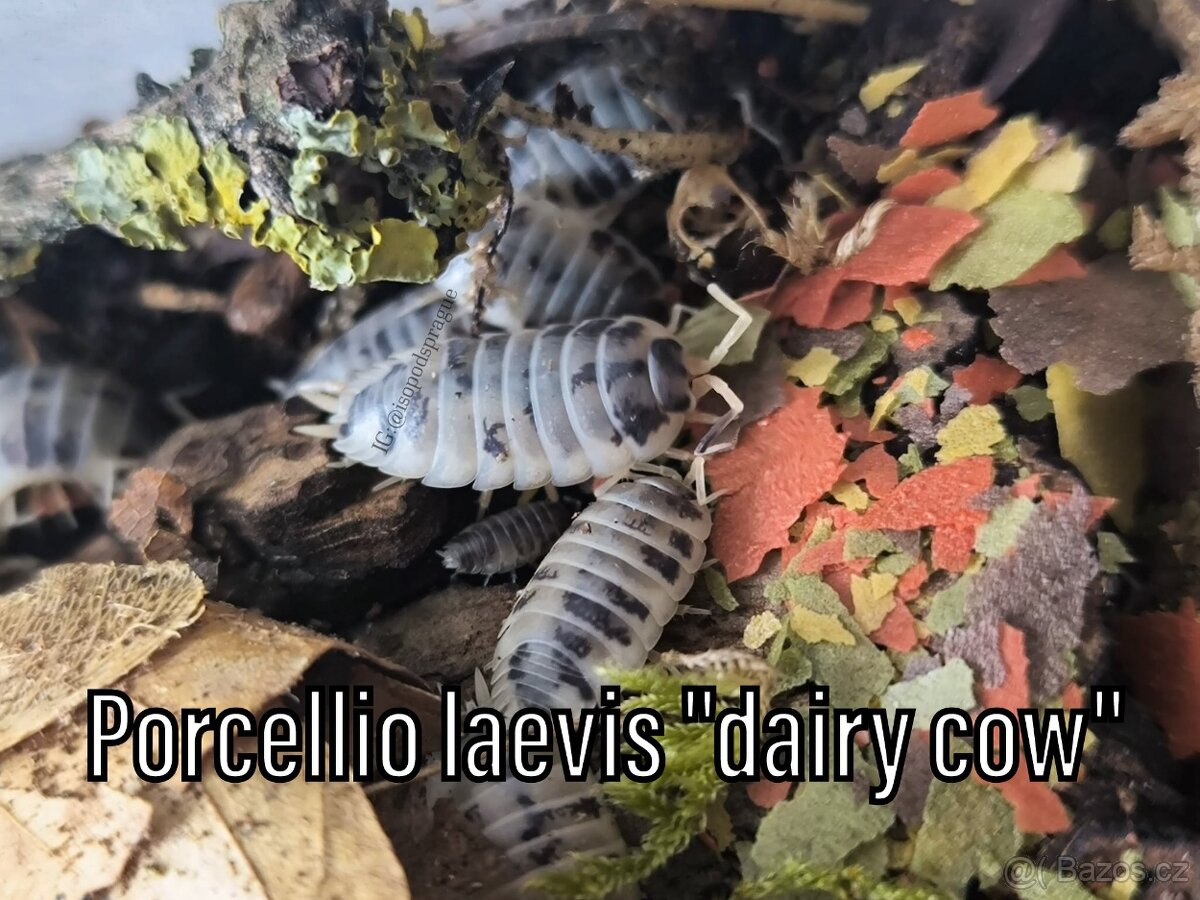 Isopody, chvostoskoci, mnohonožky, burzy, posílám - 19