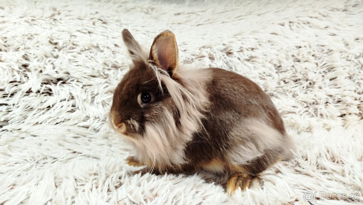 Zakrslý králík, králíček - (lvíček)-NATANIEL - 19