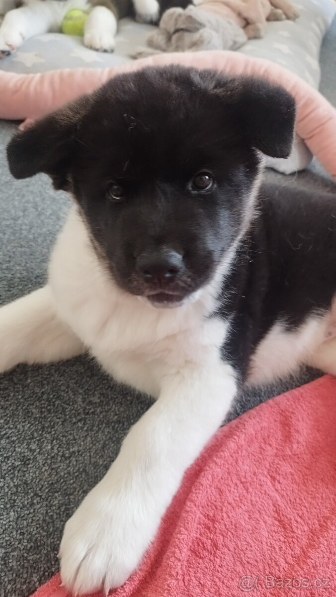 Americká akita štěňátka pejsek a fenečka - 19