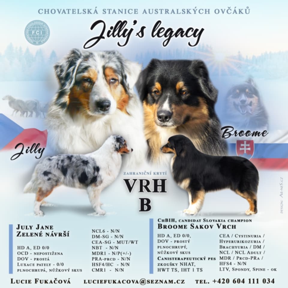Australský ovčák s PP - 19