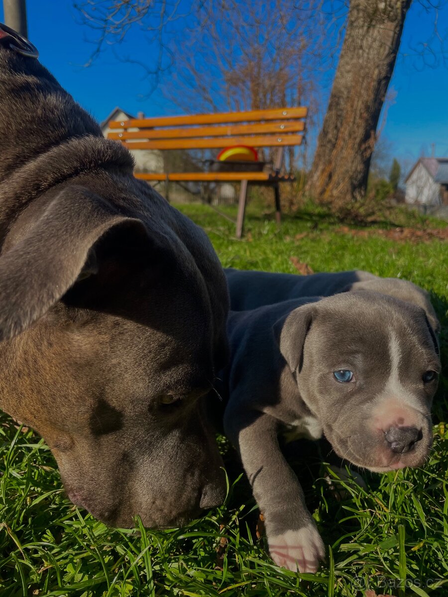 🐾 Americký stafordšírský teriér – modrá štěňátka Bibi a Oli - 19