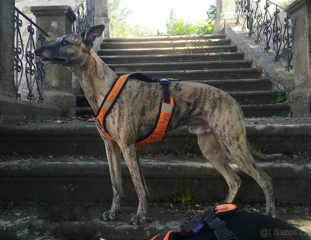 Whippet štěňátka bez PP po rodičích s PP ( FCI). - 19