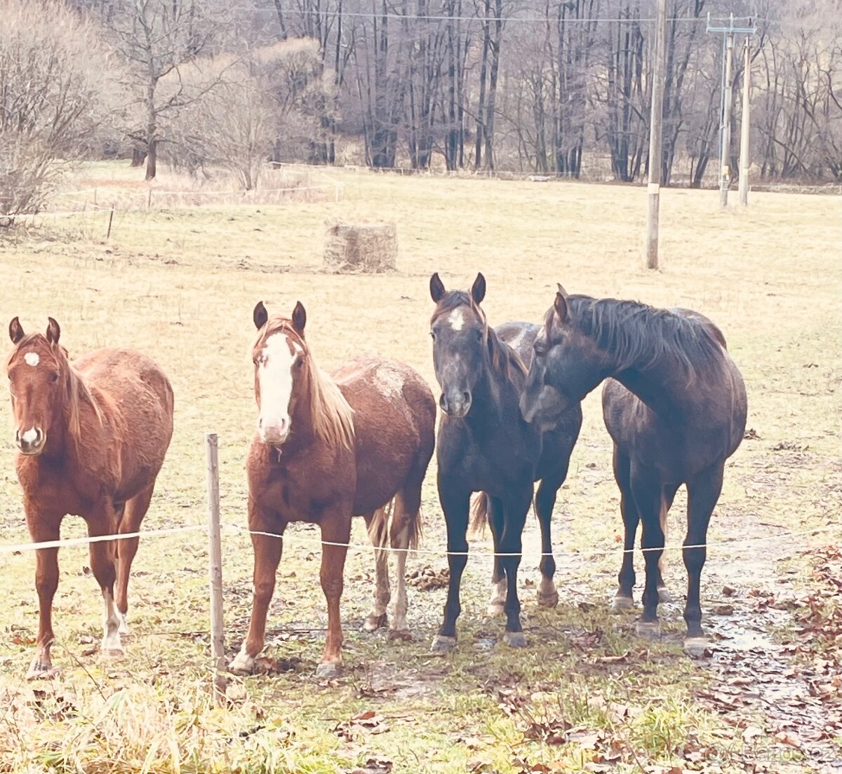 Quarter horse 2,5 roku . - 19