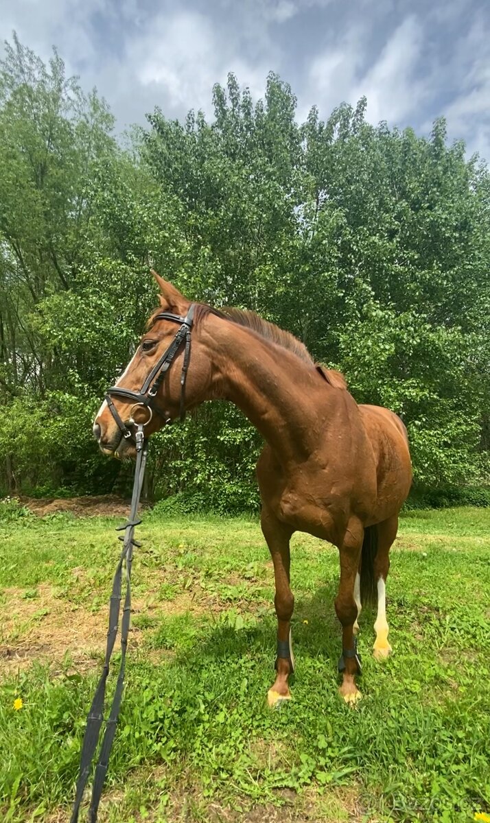 ČT kobyla 2012 - 19