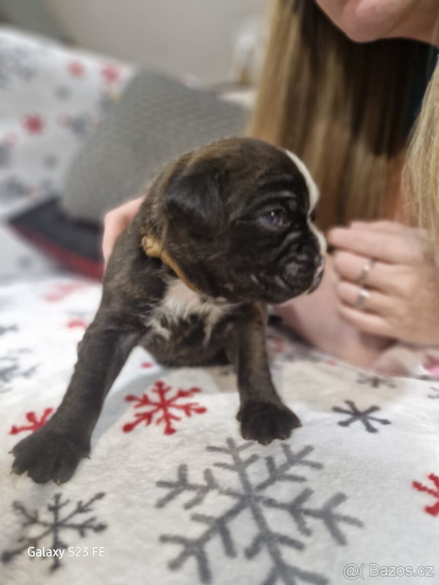 Německý boxer Žíhaný - 19