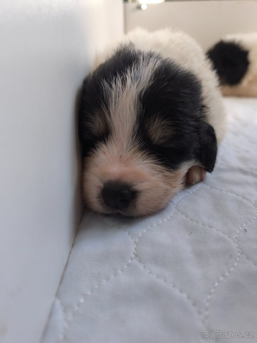 Šteniatko tornjaka s PP - 19