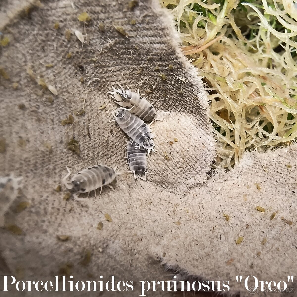 ISOPODY·STÍNKY - Fauna trhy Ostrava 14.12. - 19