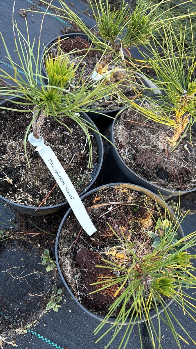 Borovice c2 doprava - 19