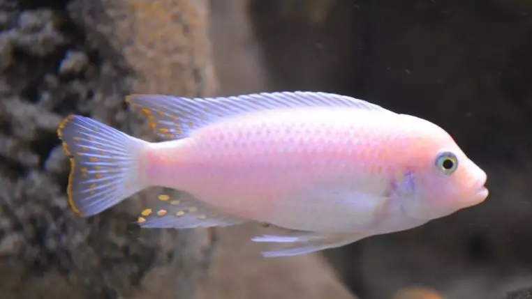 Tlamovci Malawi 14 - 19