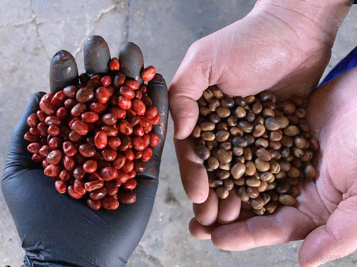 Mořička osiva VI-AGRO Big Bag 5t/h Nerez - 19