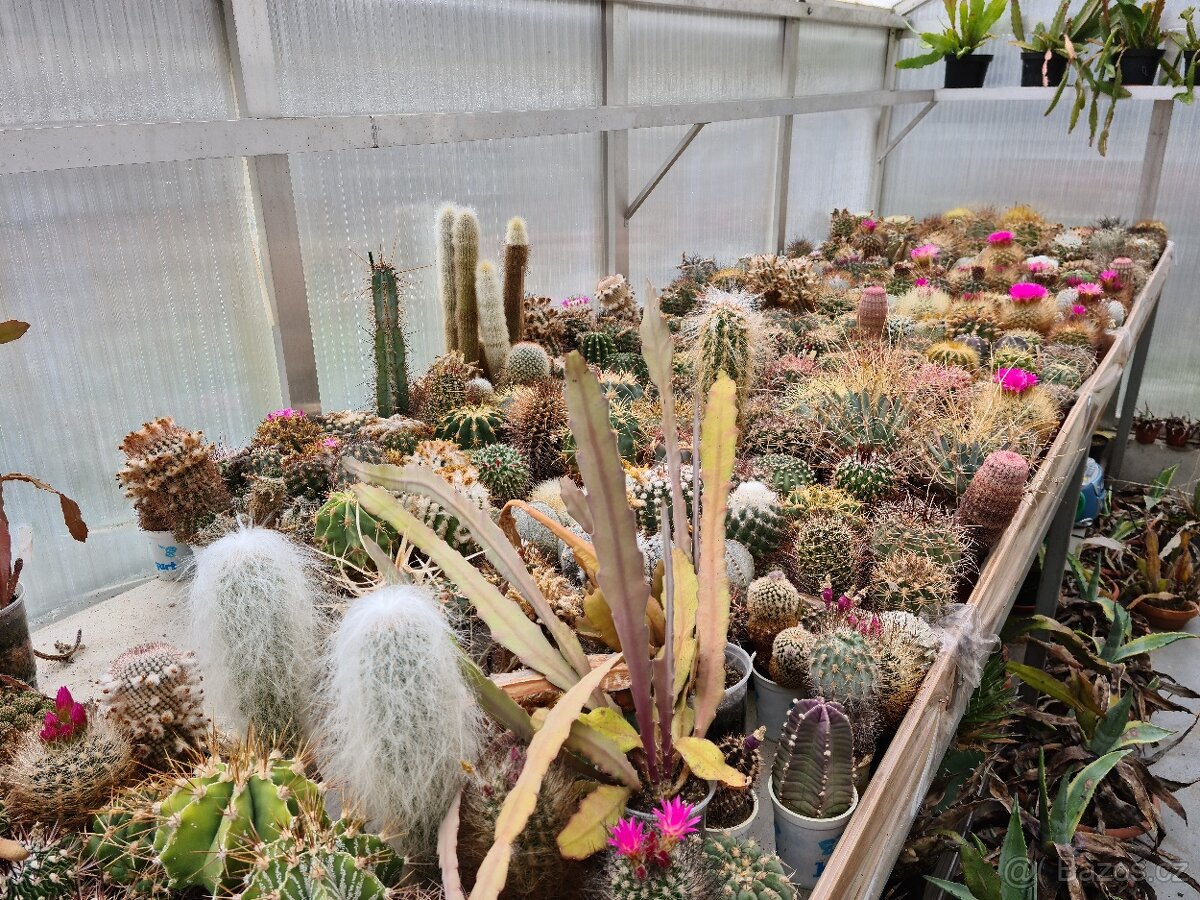 Prodám rozsáhlou sbírku kaktusů - 19