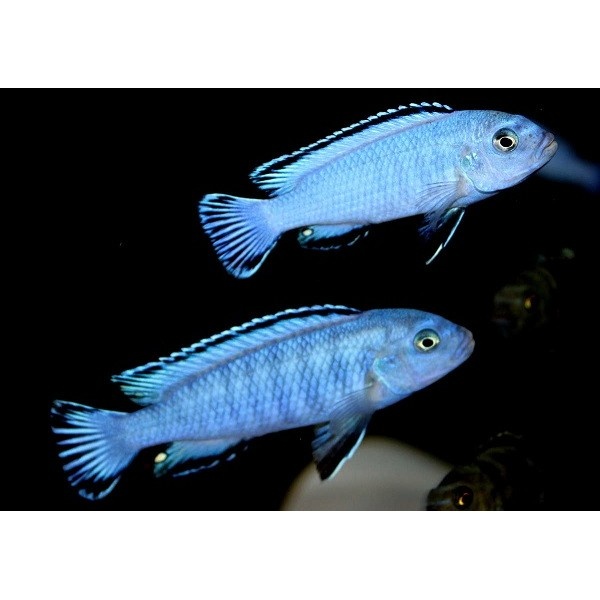 Tlamovci Malawi 15 - 19