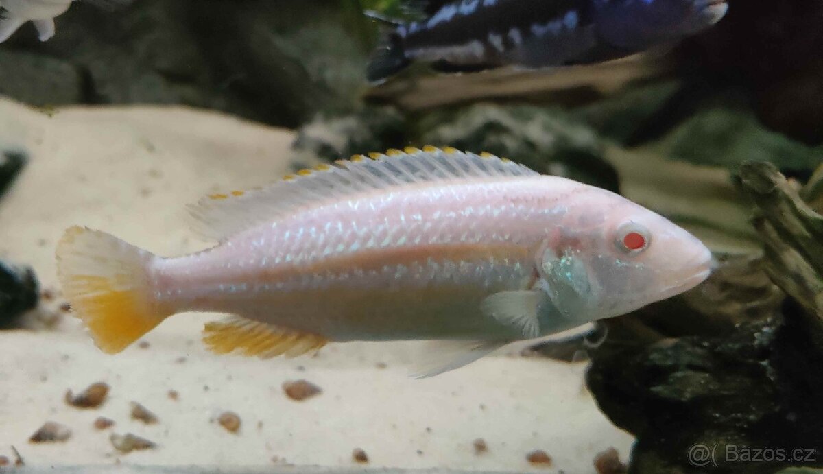 Tlamovci Malawi 39 - 19