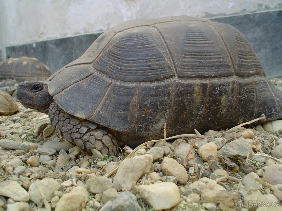 želva zelenavá a vroubená- odrostlá mláďata - 19