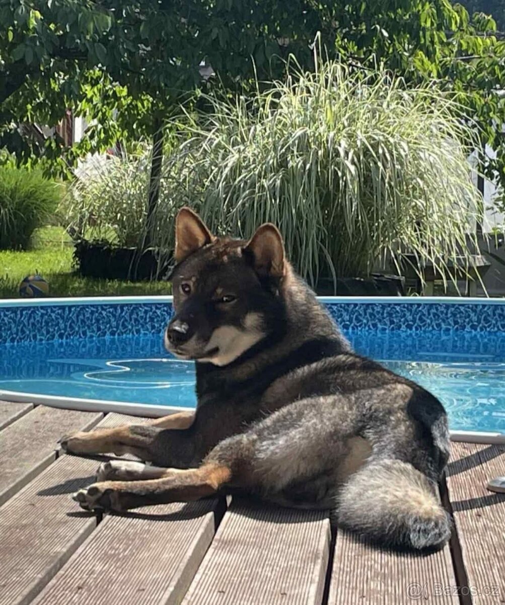 Československý vlčák - Shikoku - 19