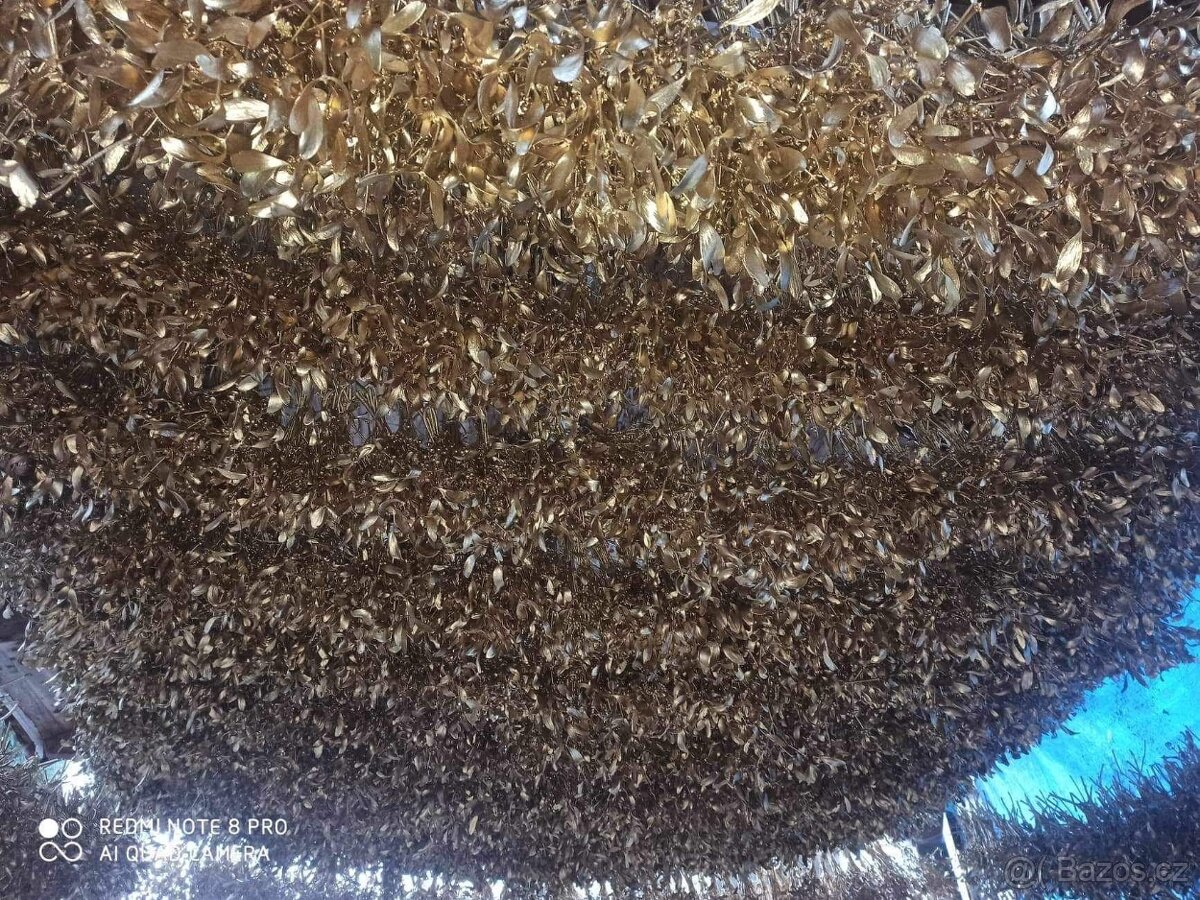 Prodáme vánoční jmelí 🌿🌿 - 19