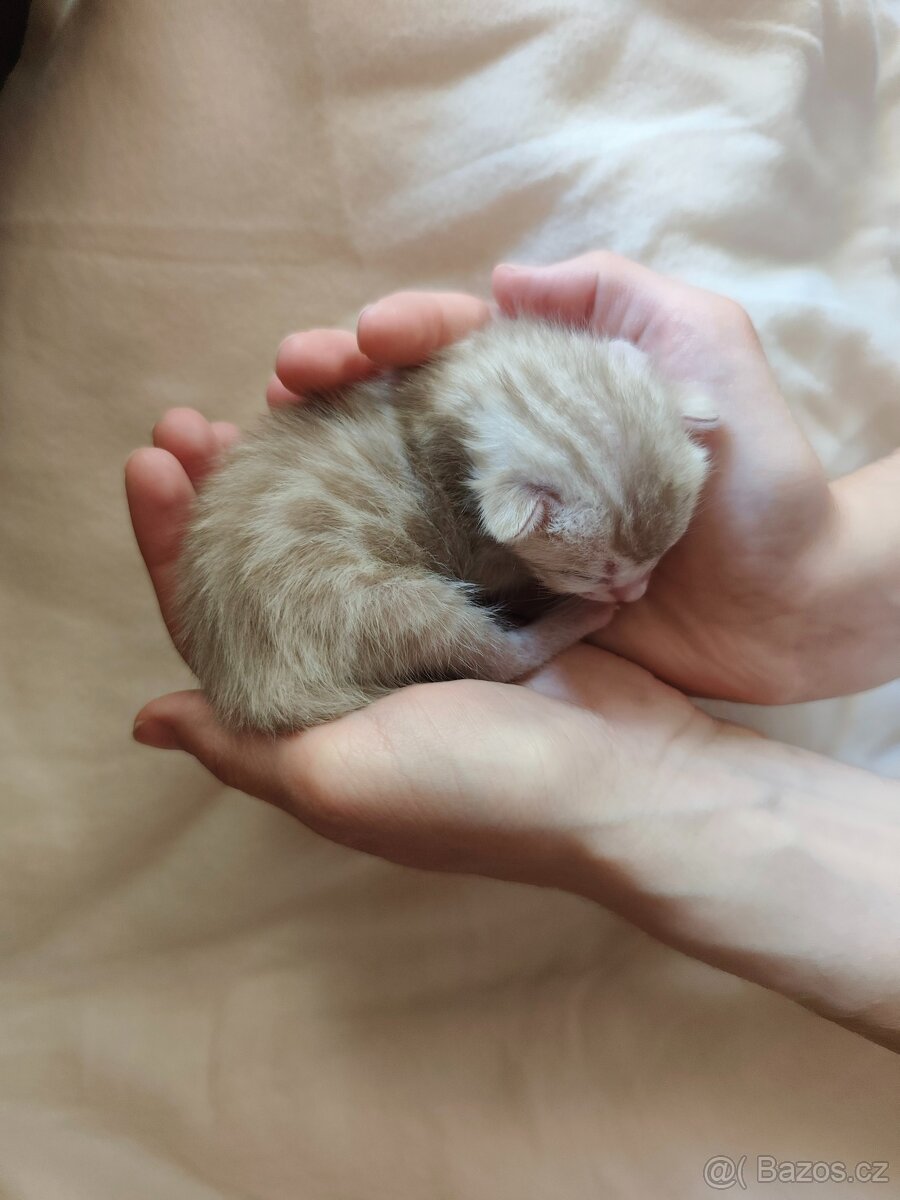 Bengálský Mink kocourek s PP - 19