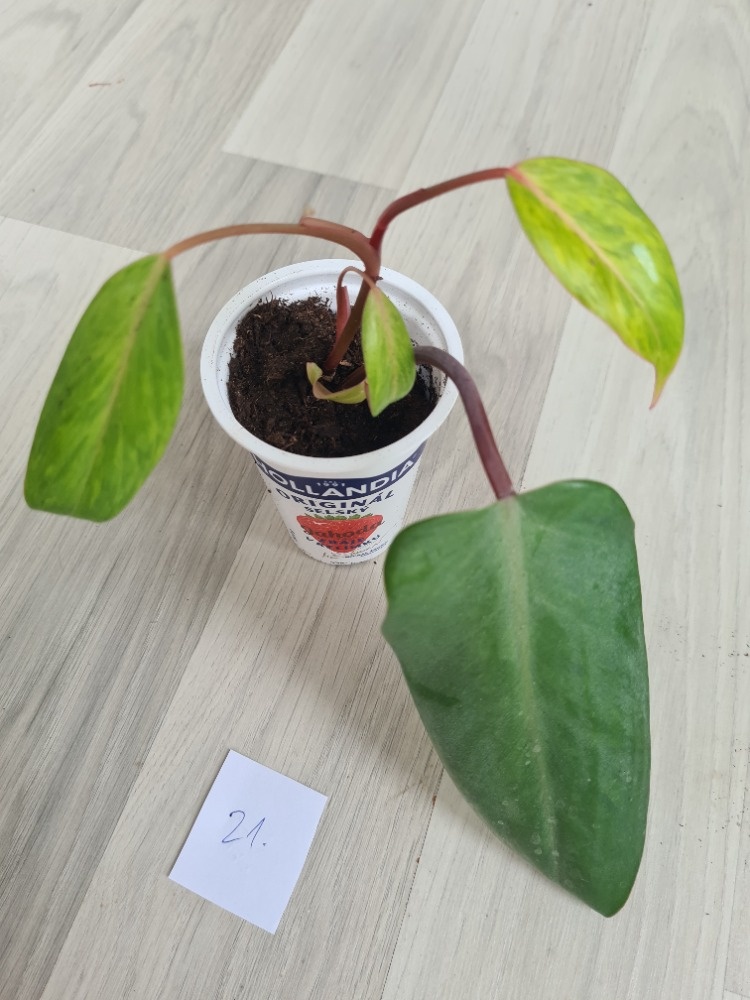 Rostliny, kytky, pokojovky - 19