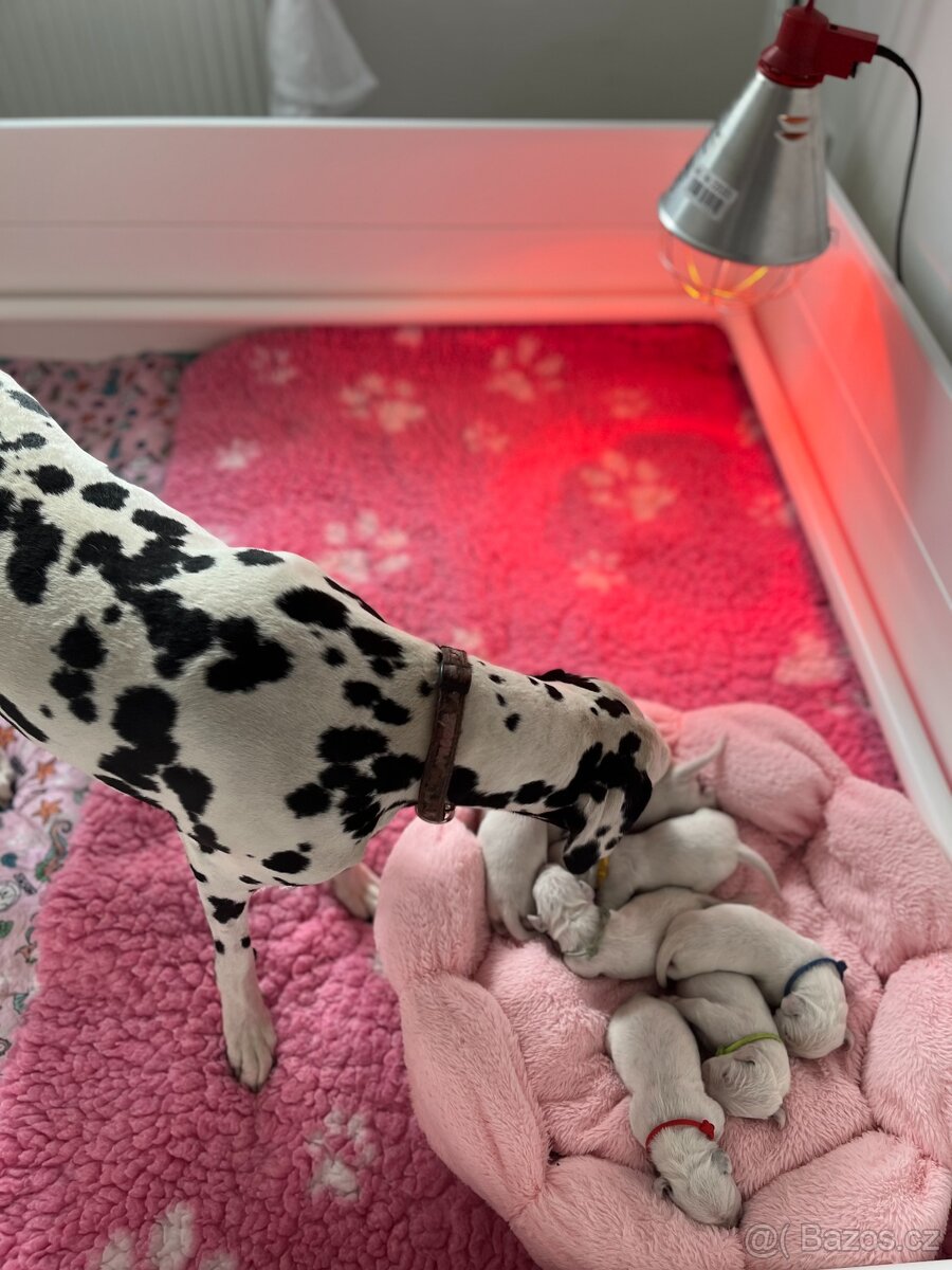 Dalmatin štěně s PP - 19