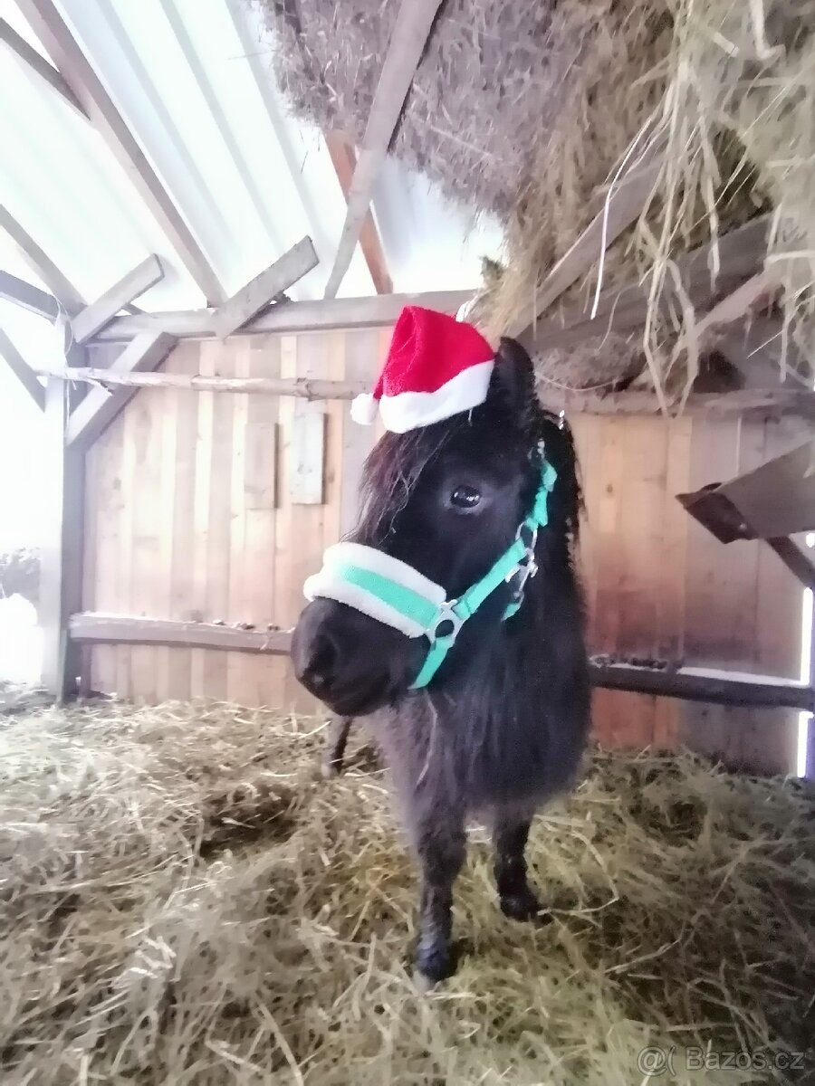 Docházka k poníkovi - 19