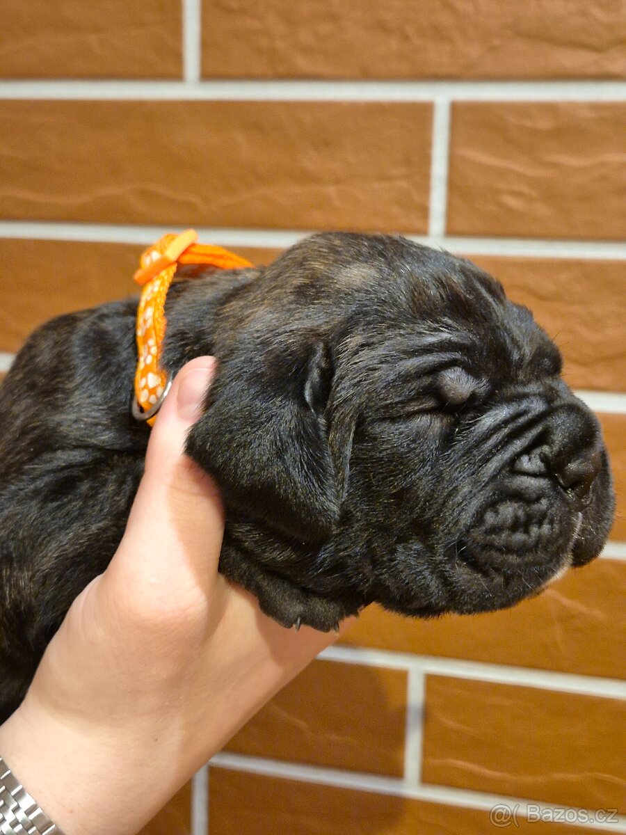 Cane Corso s PP - 19