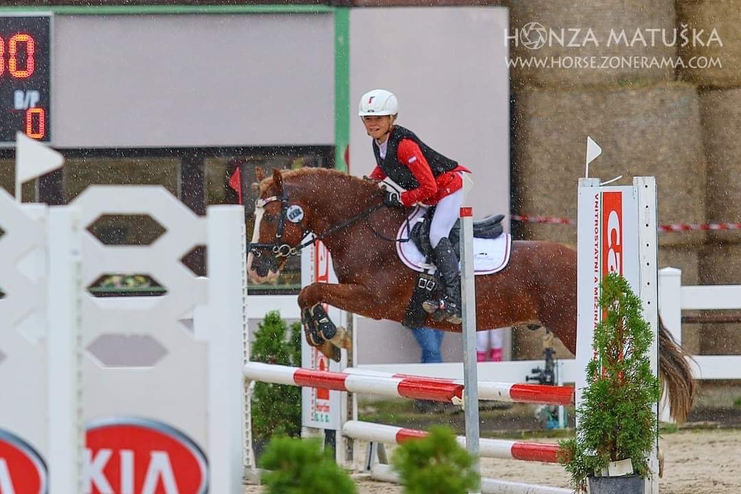 Prodej velmi hodného vychovaného pony poníka kategorie B - 19