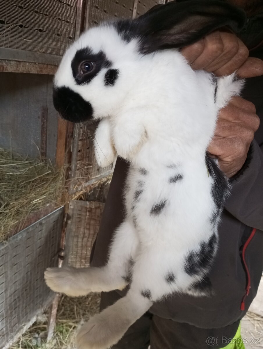 Králíci velikých plemen k chovu,na výkrm - 19