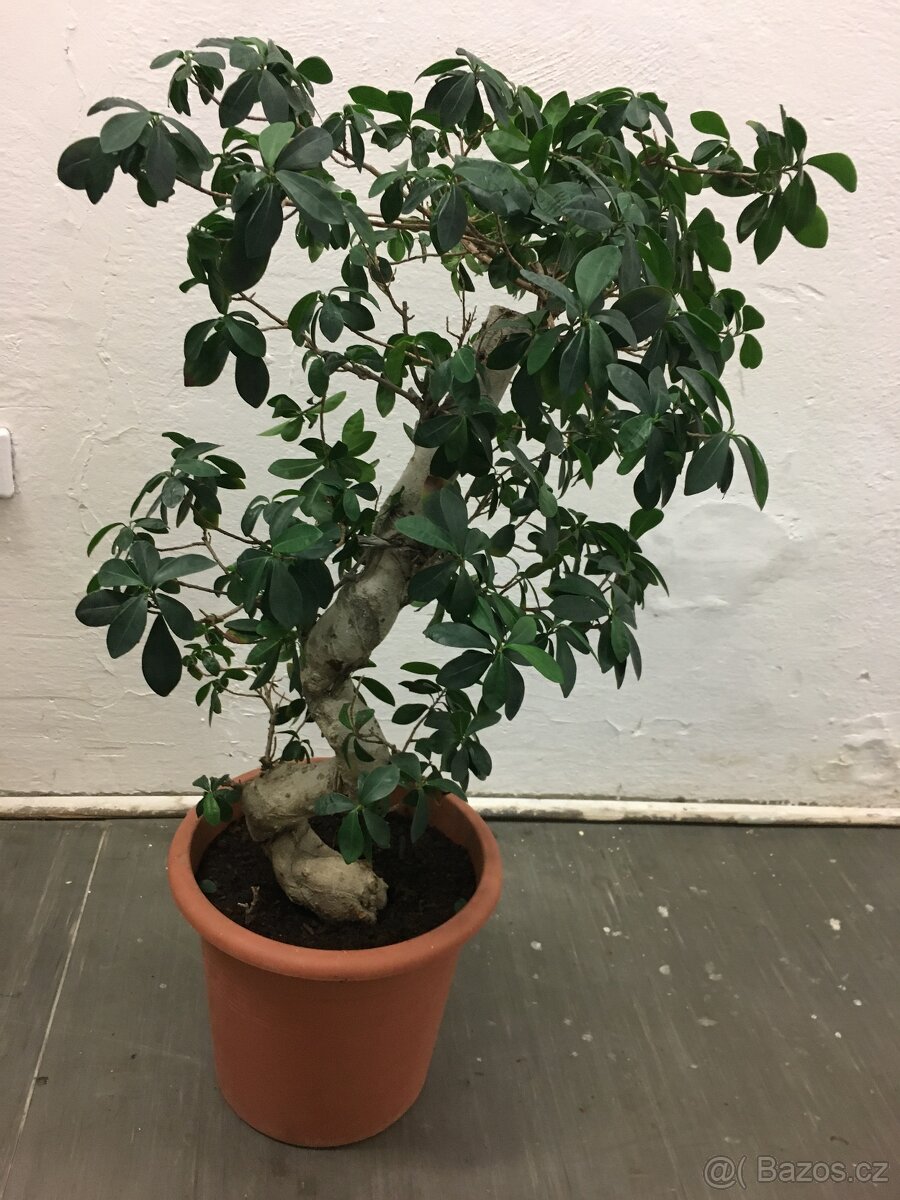 Fikus Benjamin - 19