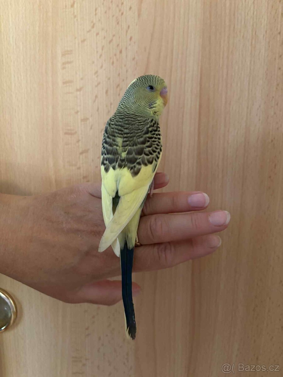 Prodám mladé andulky po vylétnutí z budky - 19