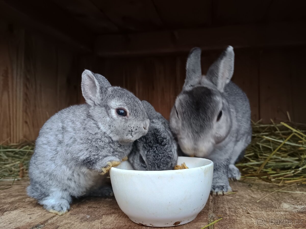 Zakrslý rexík činčilový vánoční miminka - 19