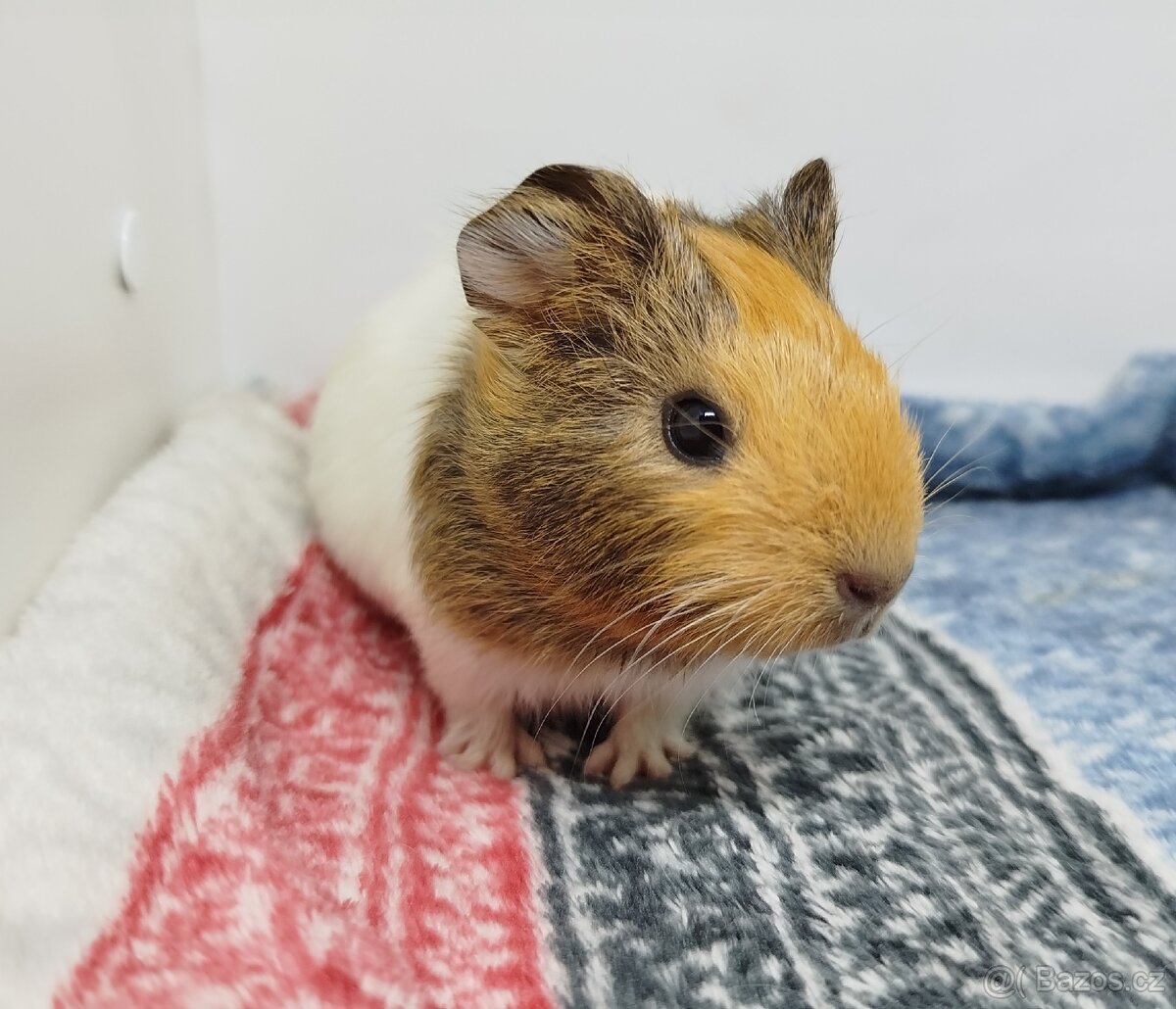 Morče, Morčata, Morčátko, Morčátka - SAMIČKY - 19