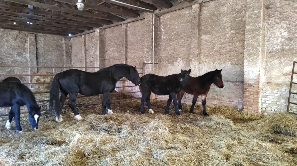 Welsh cob připouštění - 19