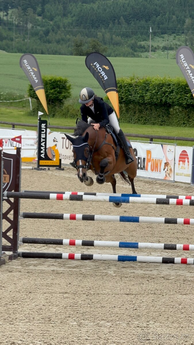 Kobyla do chovu a sportu - 19