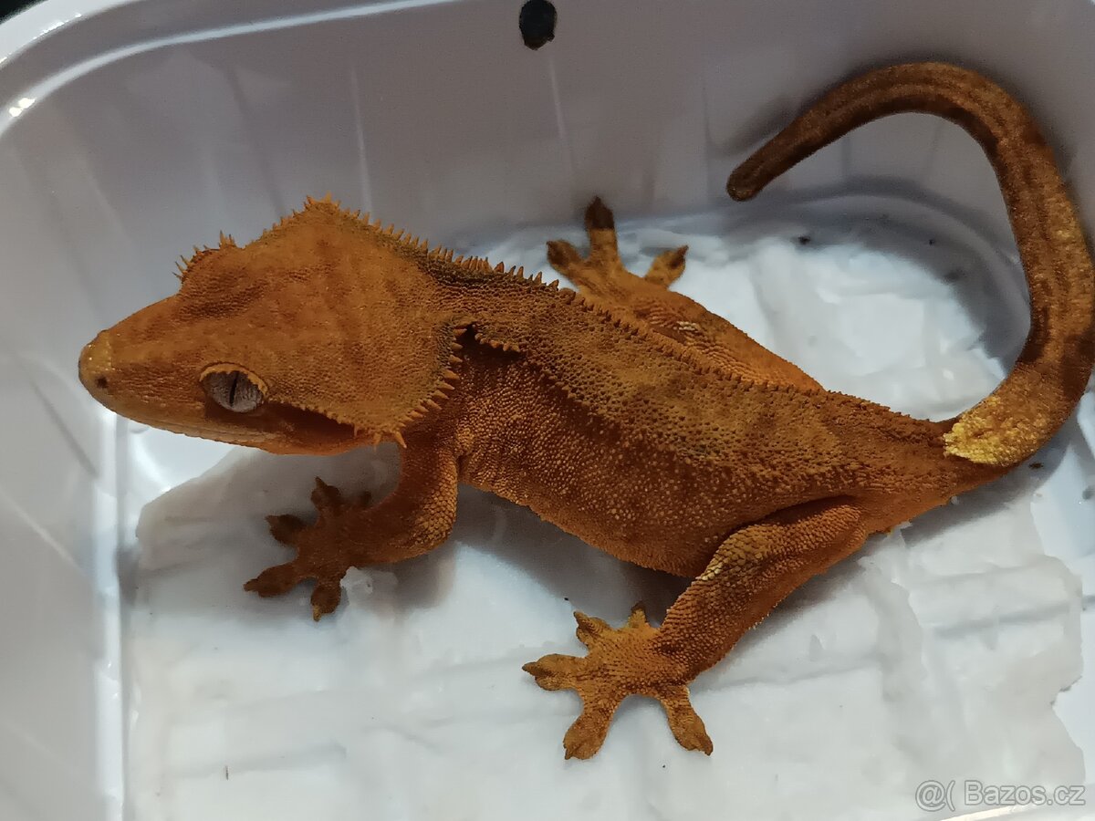 Pagekon řasnatý 1/3 - 19