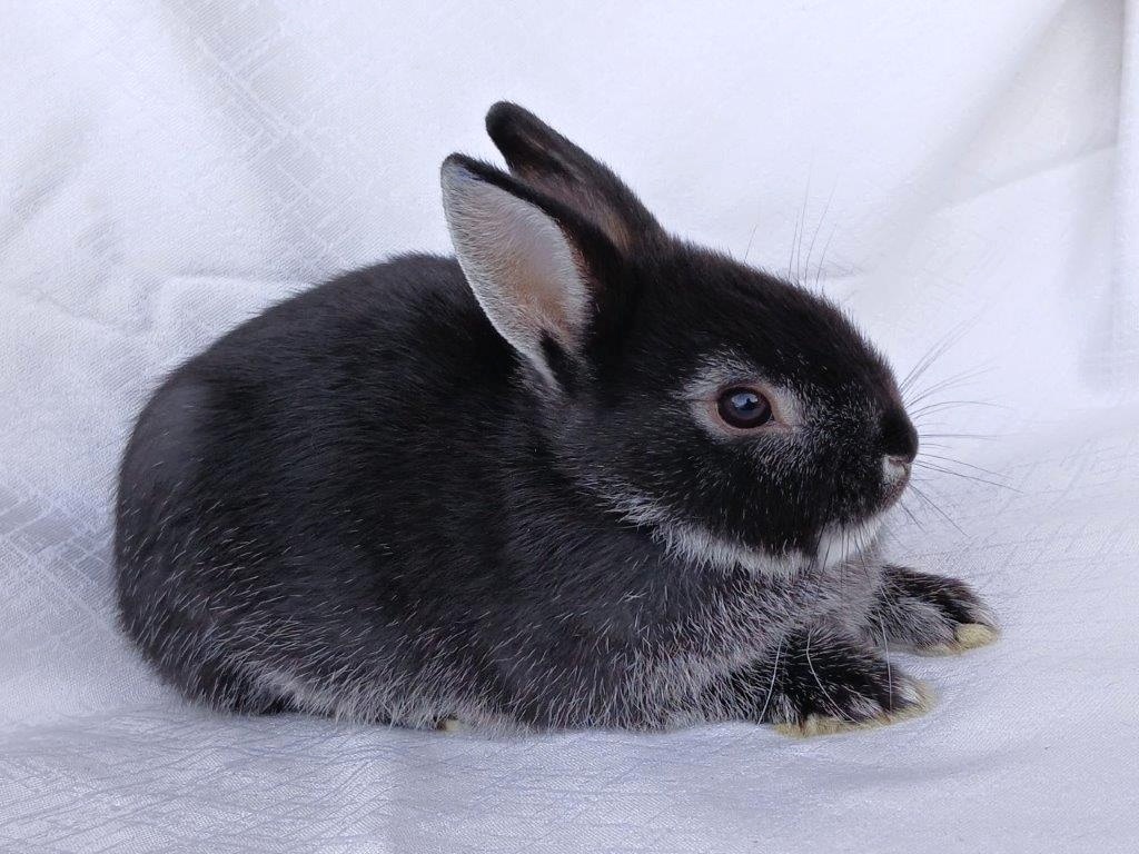 Zakrslí beránci a bílopesíkatí králíčci s rodokmenem - 19